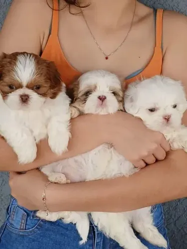 Shih Tzu padronagem espetácular