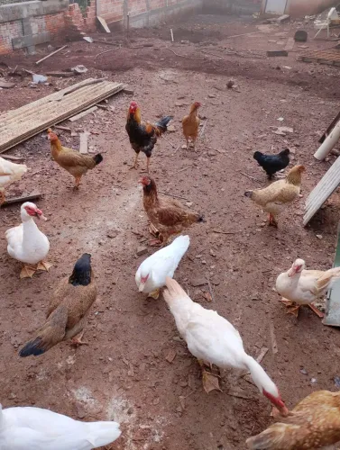 Vendo galinhas caipira e patos 