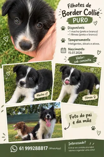 Filhotes de border collie (mãe (pedigree) e pai (em processo de pedigree) de raça) 
