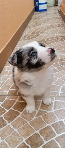 Filhotes - Border Collie