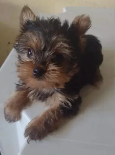  Seu Novo Yorkie Está Aqui