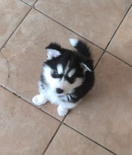 Filhote de husky siberiano wooly disponível