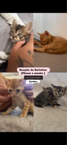 Doação de gatinhos