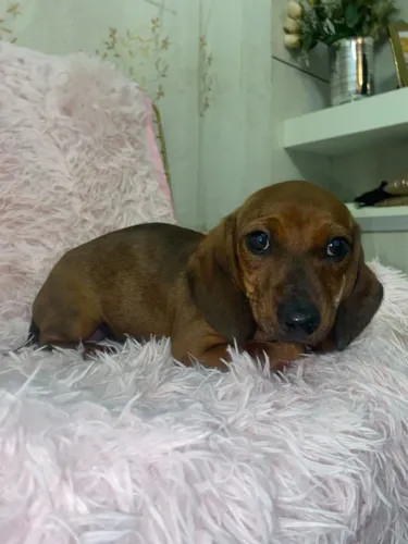 Promoção tenho dois machinhos ainda de salsicha mini