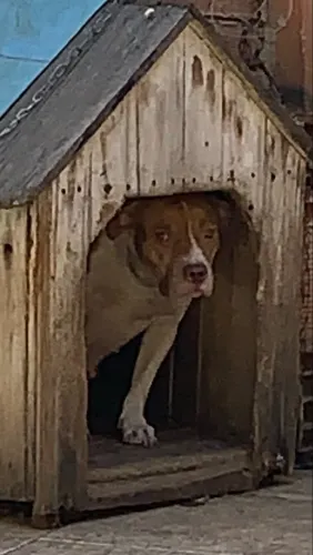 Doação de pitbull
