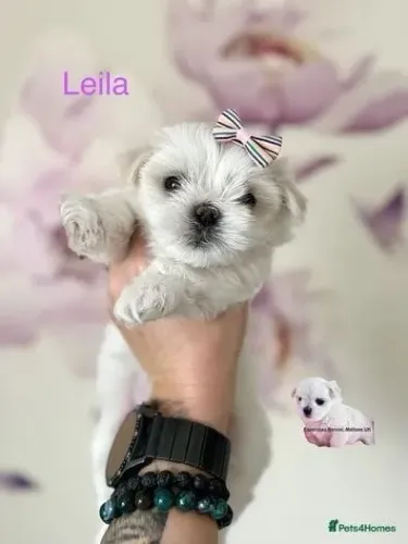 Cachorro filhote Maltês dócil com saúde e procedência garantida