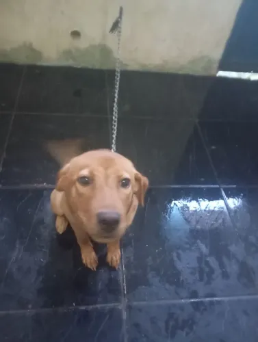 Cachorra