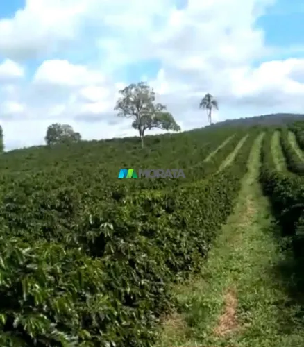 FAZENDA À VENDA - 48 HECTARES - CARMO DA MATA (MG)
