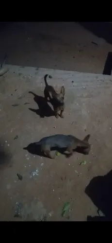Pinscher Fêmea adulta