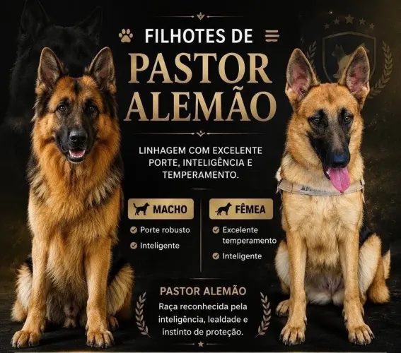 Pastor Alemão Filhotes