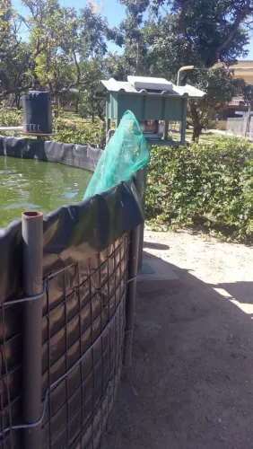 Tanque Tilápias 55 mil litros em funcionamento..