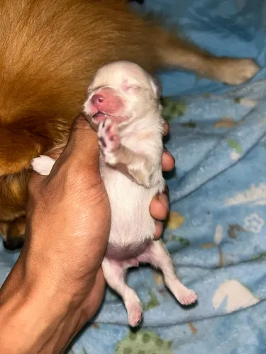 Filhotes de Spitz Alemão à venda ?  