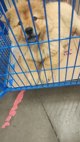 Promoção de filhotes Chow chow