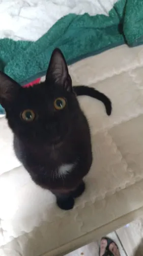 Gato preto filhote