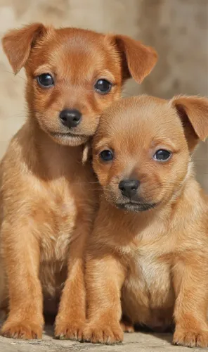 Cachorro Oferta incrível filhotes pinscher com chiuaua entrega grátis