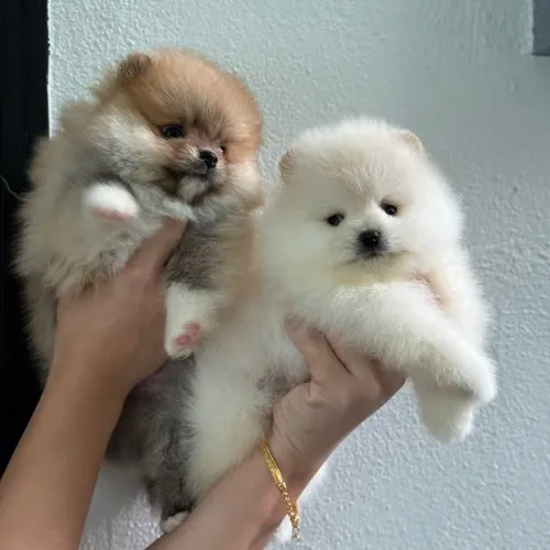 Spitz alemão Um filhote cheio de curiosidade e alegria