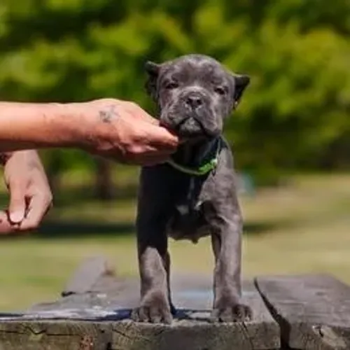 Cane Corso,Cane Corso Filhote Disponível Entrega Facilitada