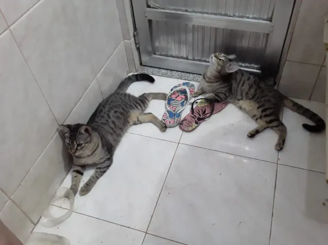 Doação de gatinhas 