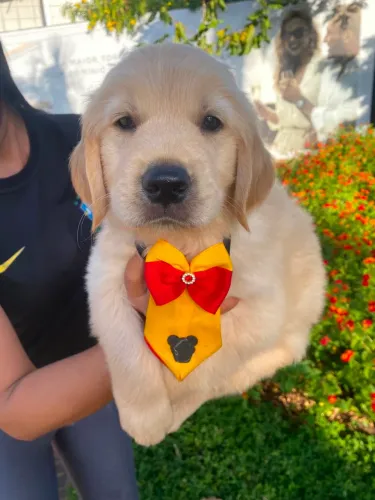Filhotes Golden Retriever Dourados - Machos e Fêmeas 