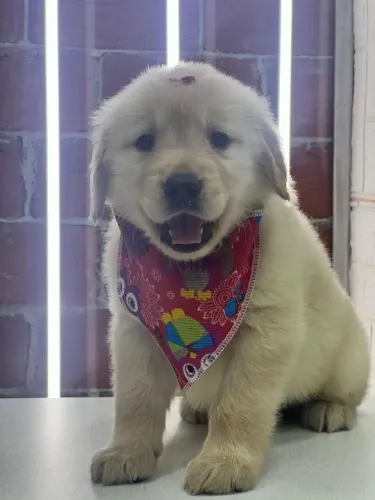 golden retriever são leopoldo