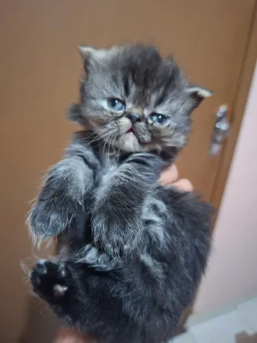 Vende-se filhote de gato persa macho pv 