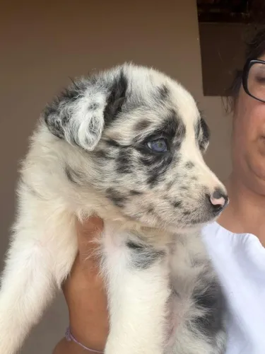 Border collie protetor