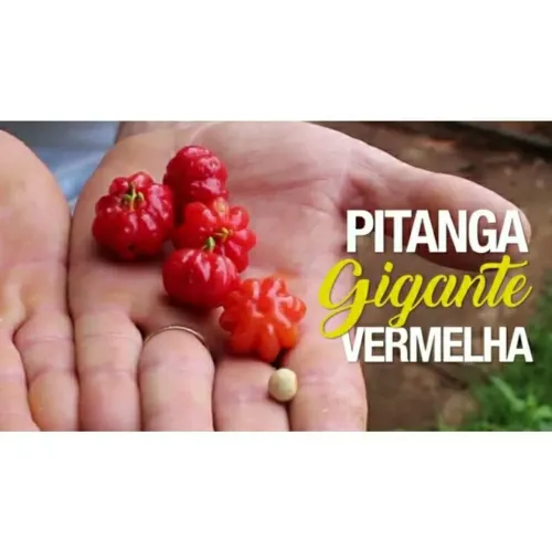 Kit combo lote pacote pack conj. de 50 sementes raras de pitangas gigantes para plantio