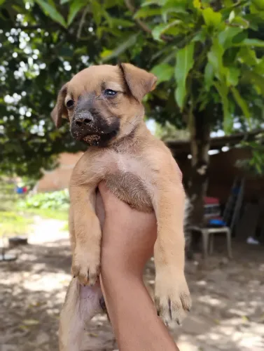 Doação de uma cachorrinha filhote