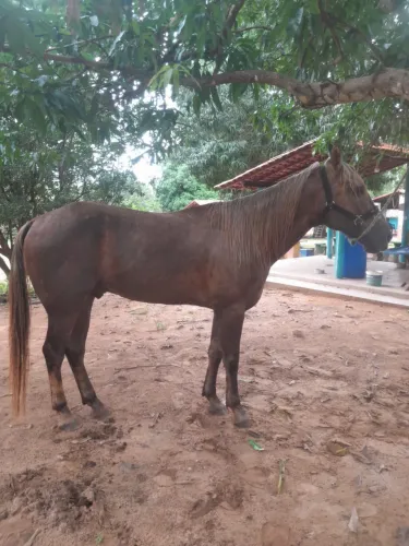Cavalo quarto de milha PÓ sem registro