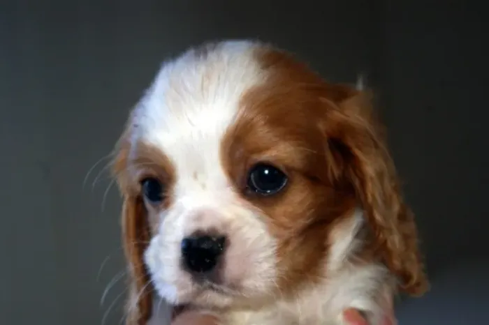 Cavalier King Charles Machos e Femeas