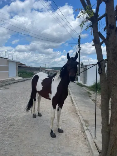 Potro pampa registrada muito bom puro picado