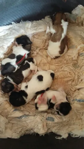 Vendo filhote de shit tzu