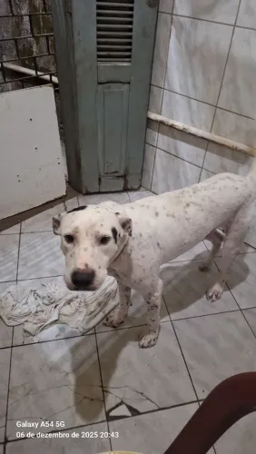 Cão dálmata com pitbu vai fazer 4 anos mansinho so gosta de brincar dócil