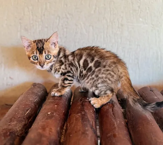 Gato Bengal 