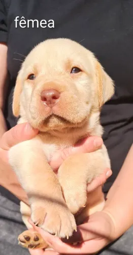 Filhote labrador