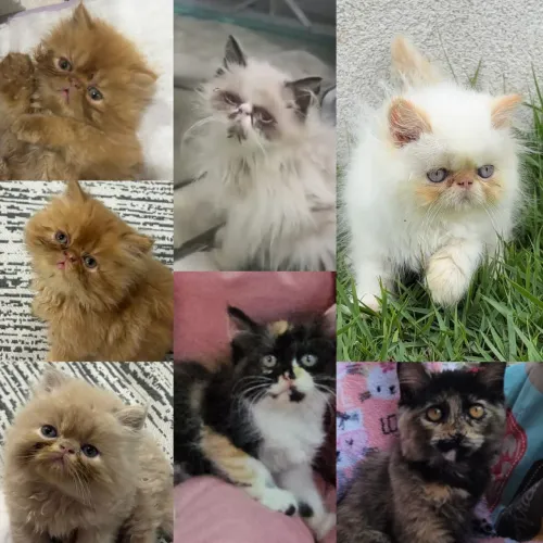 Persas, Exóticos e Himalaios Filhotes - Gatil BSB Cat