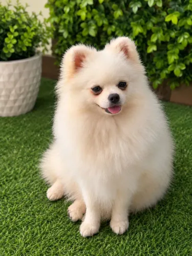 Lulu da pomerânia fêmea