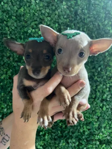 Pinscher zero cor exótica 