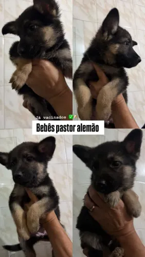 Pastor alemão disponíveis 