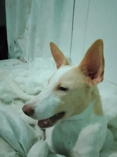 Cachorra pra doação 