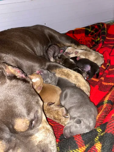 Filhotes de American Bully