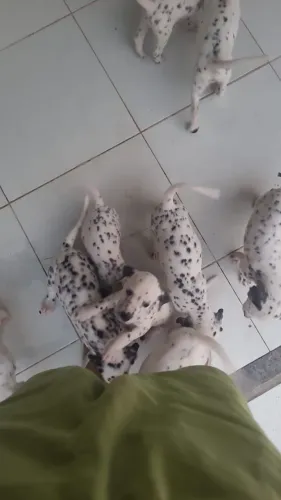 Vendo ou troco dalmata puro em caixa de som