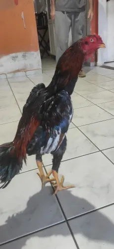 Frango índio puro