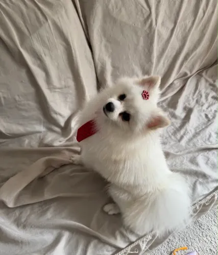 Spitz alemão