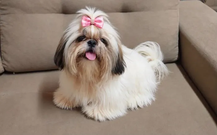 Shih Tzu Fêmea