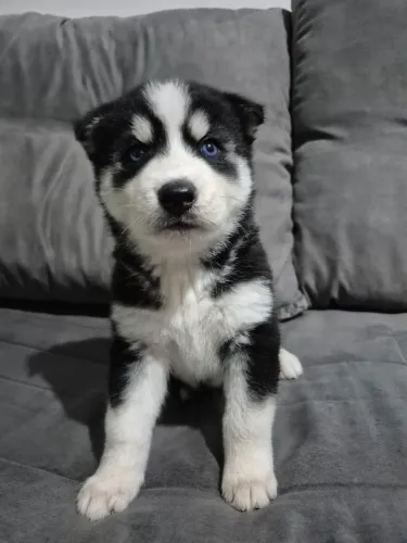 Filhote Fêmea de Husky Siberiano