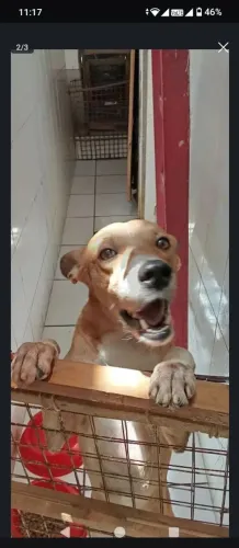 Doação de Cão Caramelo 