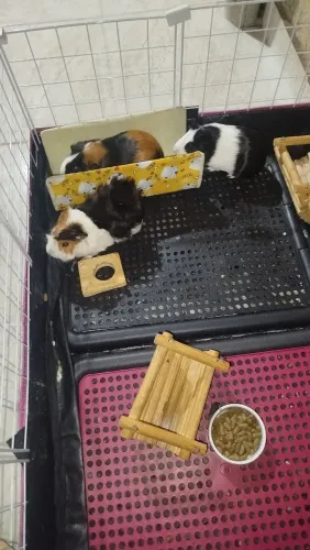 porquinho da Índia fêmea tenho 3 