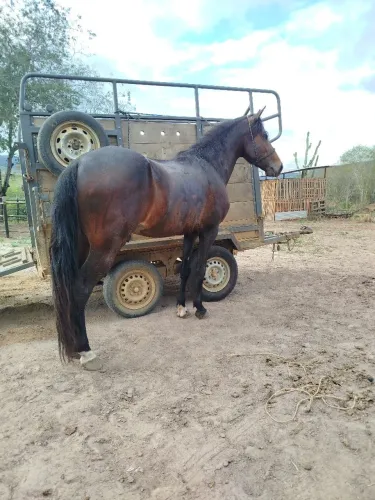 Cavalo Marcha Picada / Elfo x Haity Caxambuense