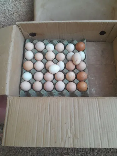 Ovos de galinha 